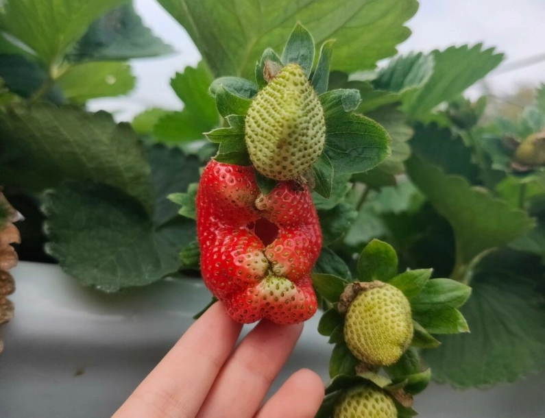採草莓體驗 採草莓體驗