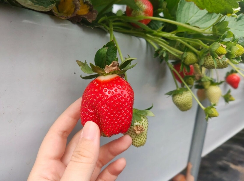 採草莓體驗 採草莓體驗