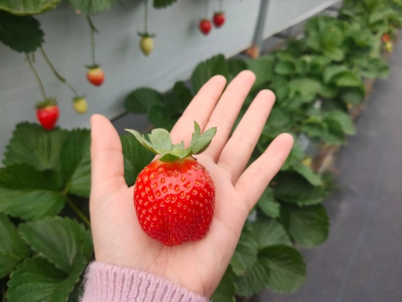 西湖草莓園 西湖草莓園