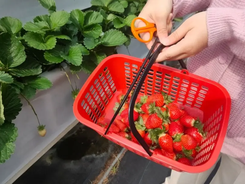 西湖草莓園 西湖草莓園