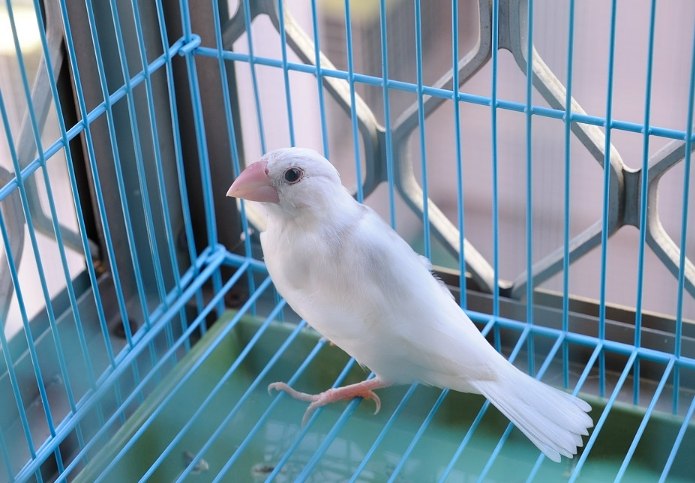 白文鳥自製飼料