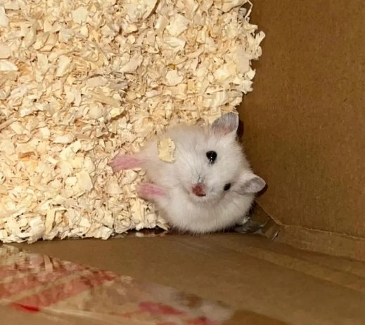 銀狐鼠飼養指南 銀狐鼠飼養指南
