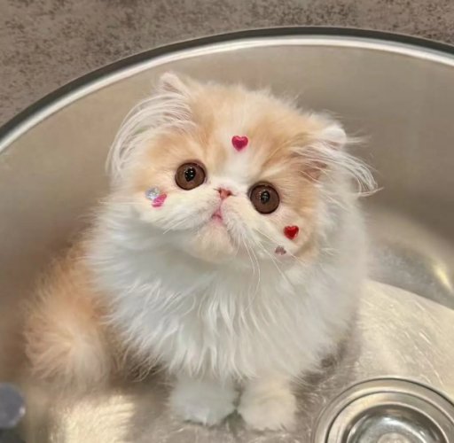 長毛貓飼養技巧