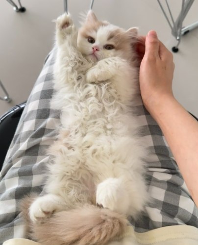 長毛貓飼養技巧
