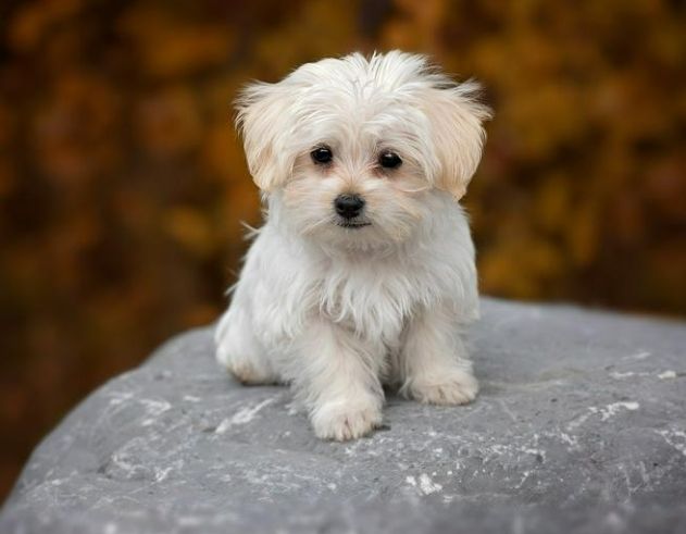 小型犬