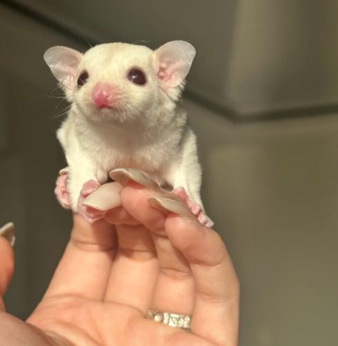 蜜袋鼯飼養