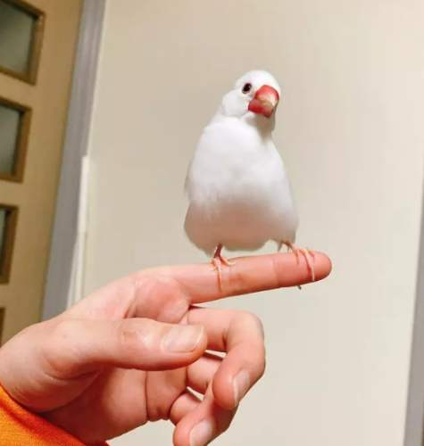 白文鳥飼養器具 白文鳥飼養器具