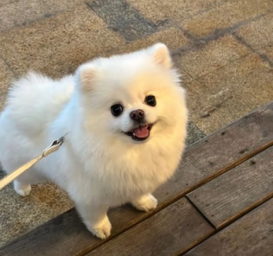 小型犬飼養技巧
