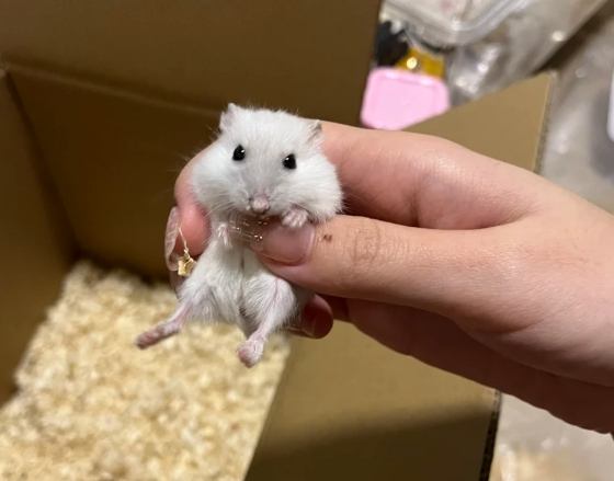 銀狐鼠飼養指南