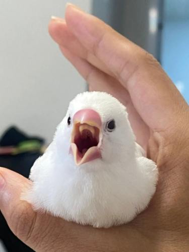 白文鳥選購要點