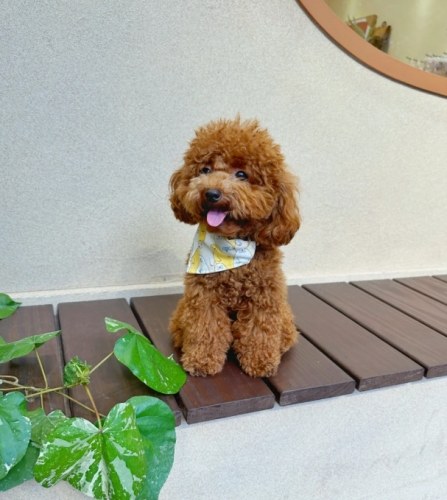 小型犬品種