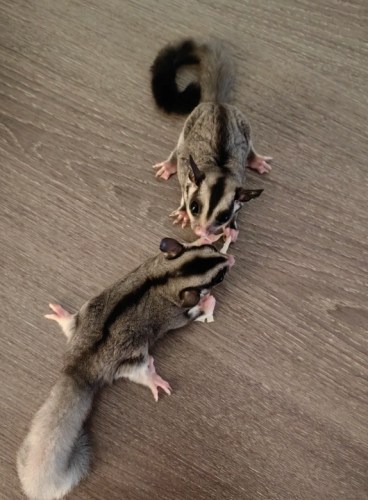 蜜袋鼯飼養