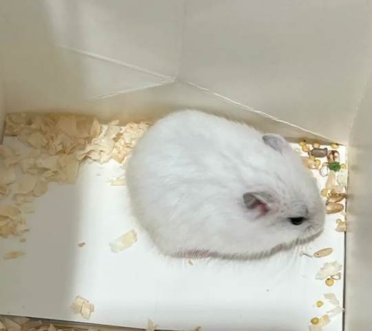 銀狐鼠性格特點 銀狐鼠性格特點