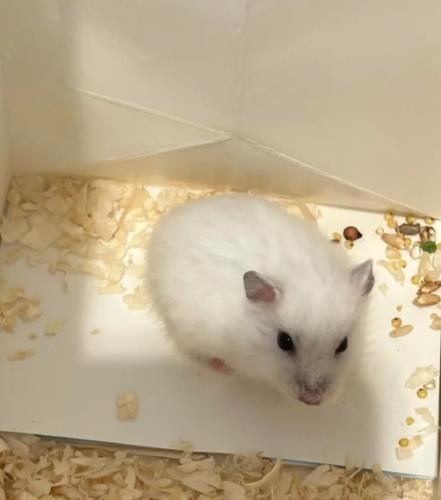 銀狐鼠生活習性