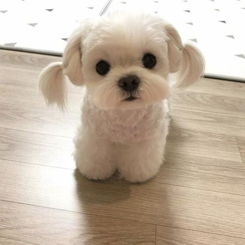 小型犬品種 小型犬品種