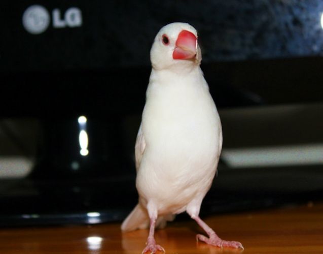 白文鳥玩賞法
