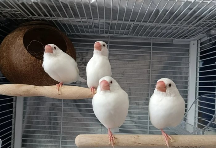 白文鳥生活習性 白文鳥生活習性