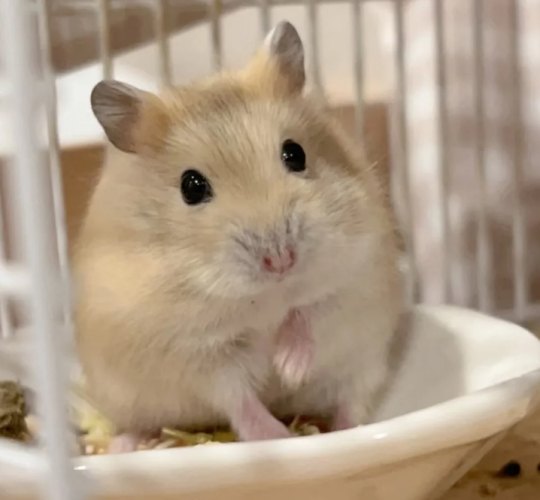 銀狐鼠生活習性 銀狐鼠生活習性