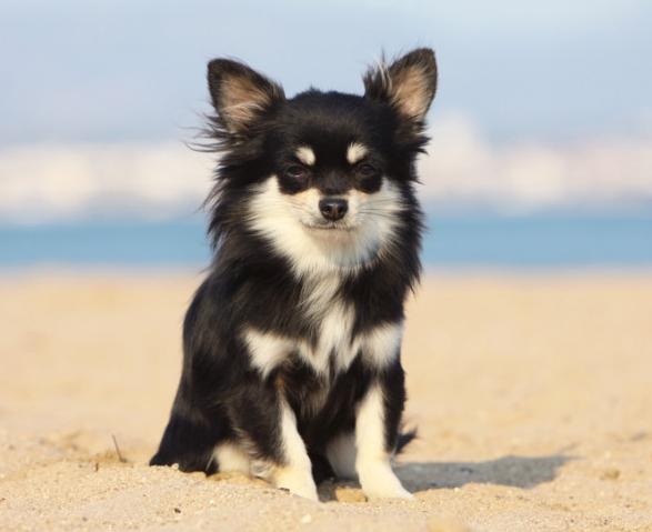 小型犬飼養技巧