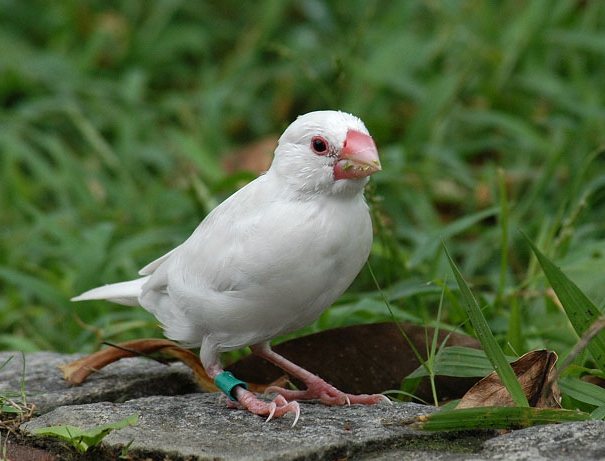 白文鳥疾病 白文鳥疾病