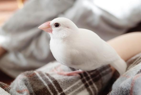 白文鳥壽命 白文鳥壽命