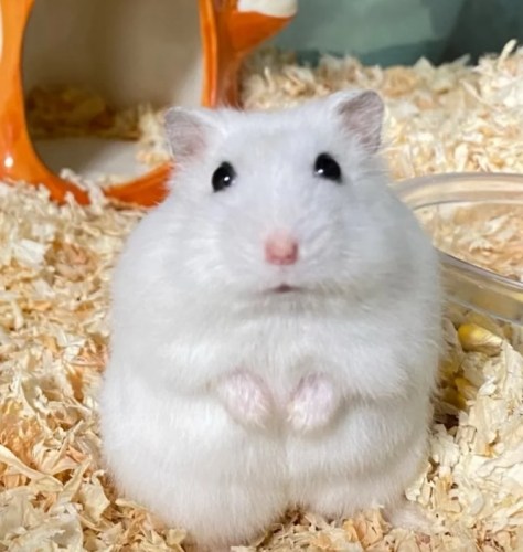 銀狐鼠