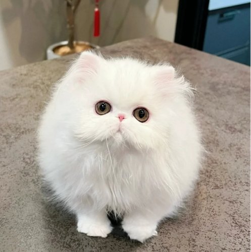 長毛貓飼養技巧