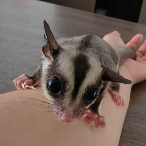 蜜袋鼯