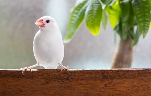 白文鳥飼養 白文鳥飼養
