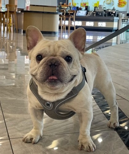 小型犬注意事項