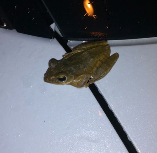 斑腿樹蛙卵泡 斑腿樹蛙卵泡