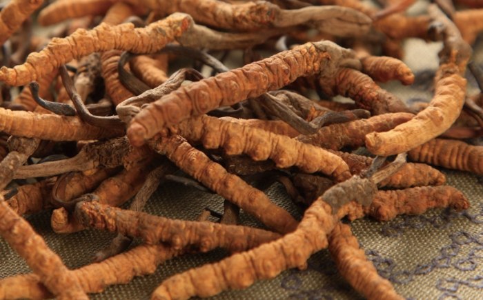 冬蟲夏草功效禁忌